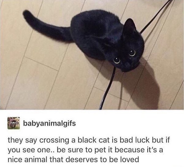 black cat tumblr posts - babyanimalgifs they say crossing a black cat is bad luck but if you see one.. be sure to pet it because it's a nice animal that deserves to be loved