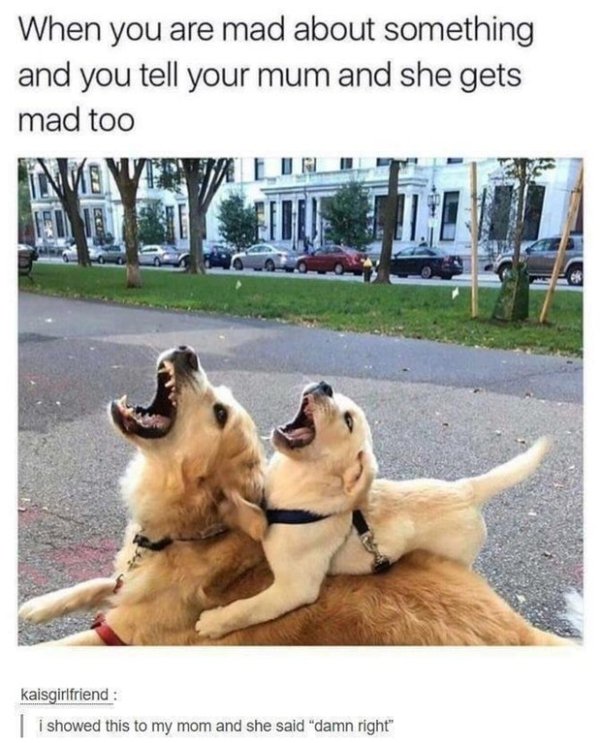 golden retriever mom meme - When you are mad about something and you tell your mum and she gets mad too Inmoweet kaisgirlfriend i showed this to my mom and she said "damn right"