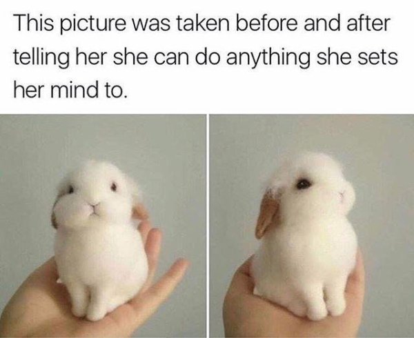 baby bunny meme - This picture was taken before and after telling her she can do anything she sets her mind to.