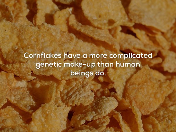 Cornflakes have a more complicated genetic makeup than human beings do.