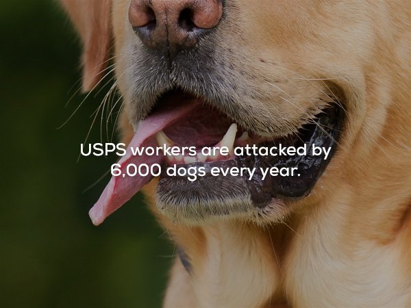 Usps workers are attacked by 6,000 dogs every year.