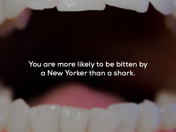lip - You are more ly to be bitten by a New Yorker than a shark.