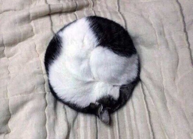 cat sleeping like a ball