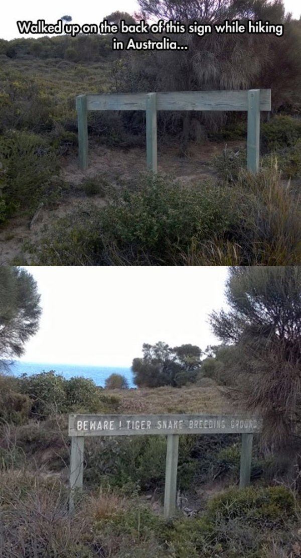 wtf tiger snake breeding ground - Walked up on the back of this sign while hiking in Australia... Beware Ltiger Snake Breeding Cardur