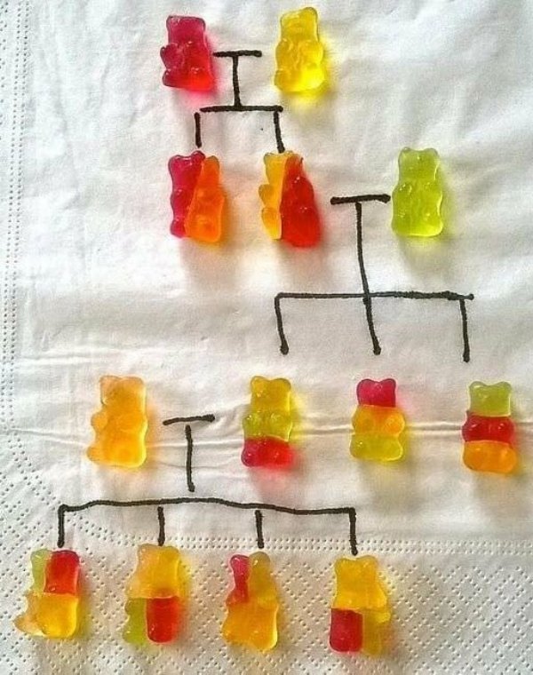 gummy bear genetics