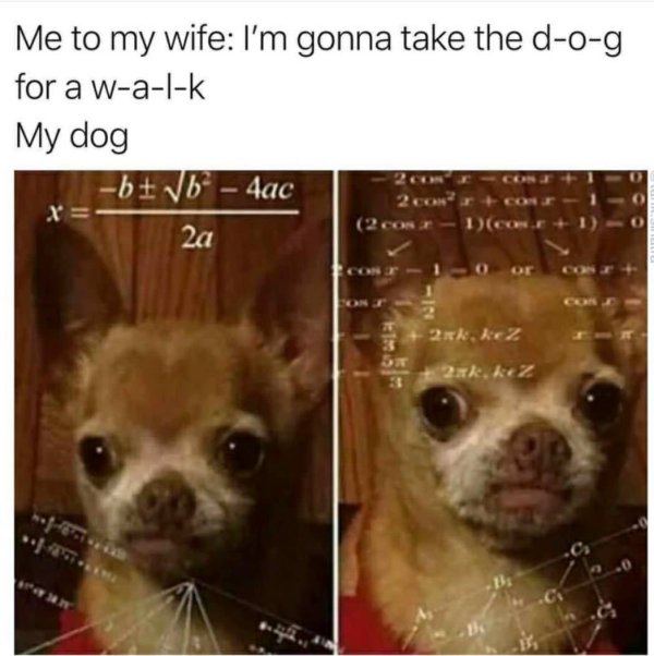 dog walk meme - Me to my wife I'm gonna take the dog for a walk My dog b6 4ac X 2a 2 con 2xk, kez 2xk, kez