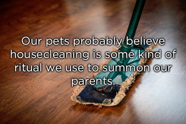 Mobile phone - Our pets probably believe housecleaning is some kind of ritual we use to summon our parents.