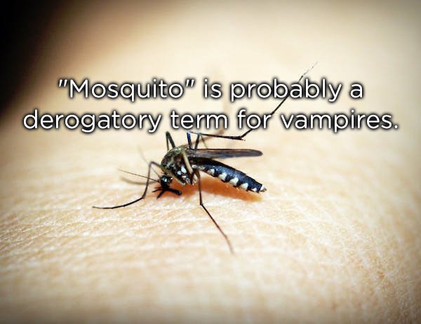 mosquito - "Mosquito" is probably a derogatory term for vampires.
