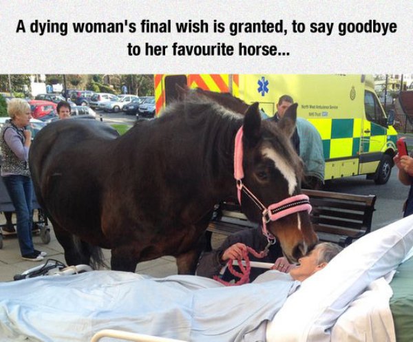 woman dies from horse - A dying woman's final wish is granted, to say goodbye to her favourite horse...