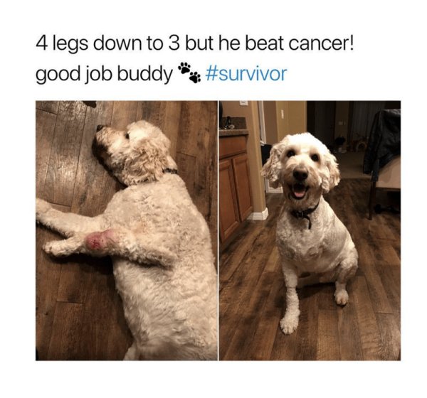 dog meme cancer survivor - 4 legs down to 3 but he beat cancer! good job buddy