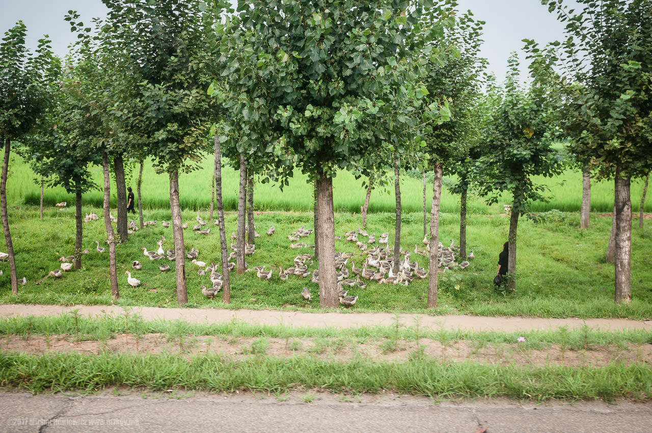 There is a lot going on by the road once you leave Pyongyang and head south toward the DMZ. They're OK with you taking pictures here for the time being.