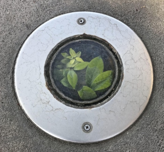 This plant is growing inside a floor-light fixture