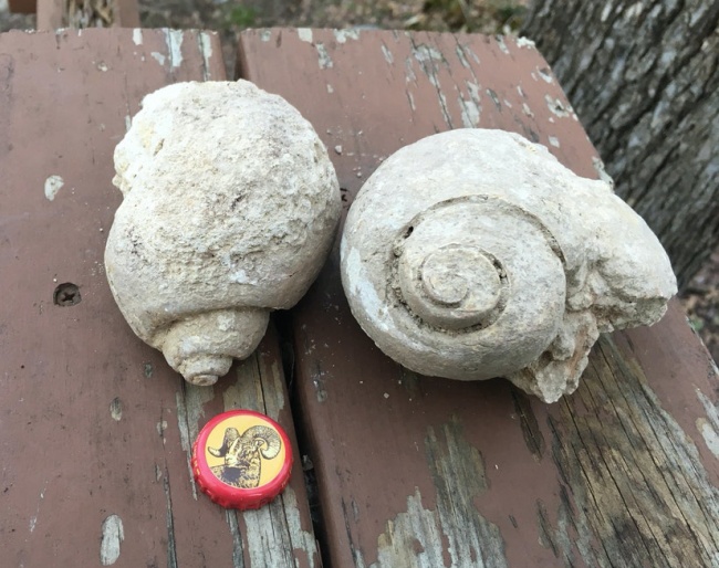 “I pulled 2 baseball-sized snail fossils out of the ground while excavating.”