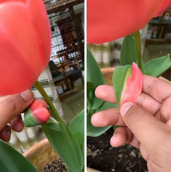 “A tulip my parents planted grew a half-leaf half-petal.”
