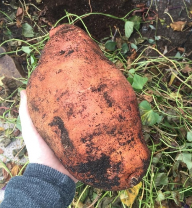 “My dad just discovered this enormous sweet potato that had been growing on the side of our house!”