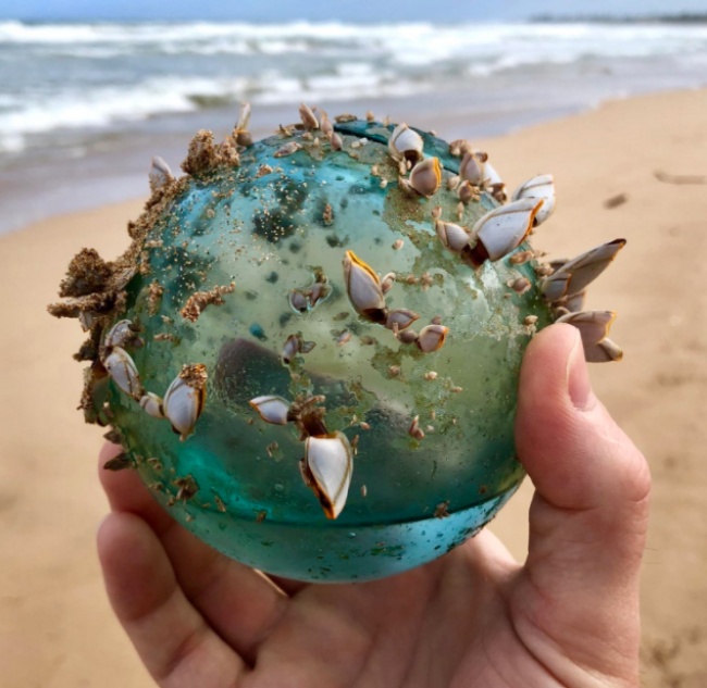 “While walking on the beach in Hawaii, my wife and I found this glass ball that had become the home of a small marine ecosystem.”