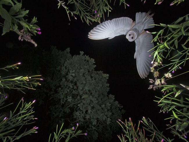 once in a lifetime shot owl