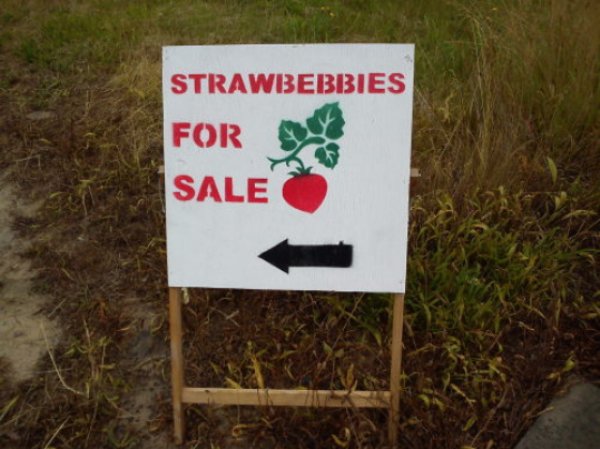strawbebbies sign - Strawbebbies For Sale