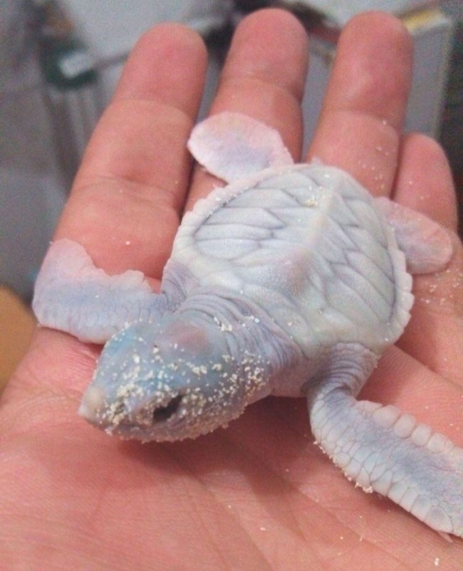 “Today I saw an albino turtle for the first time in my life.”