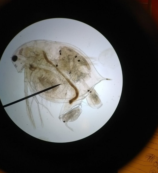 “My friend looked at his microscope the exact second this water flea was having 6 babies.”