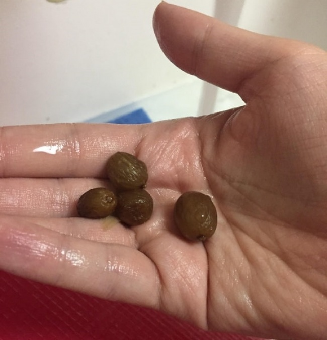 “Raisins left in my sink rehydrated and tried to become grapes again.”