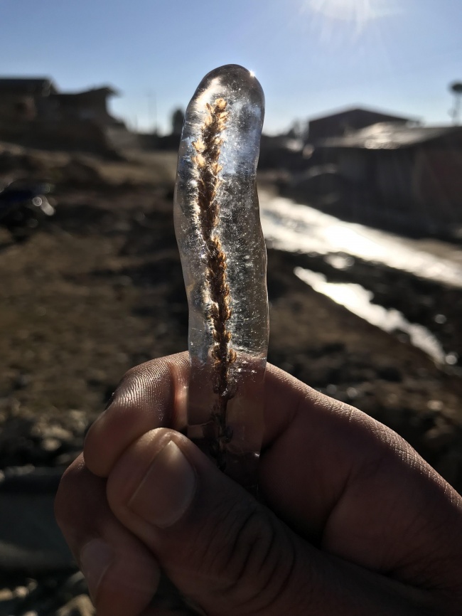 “I found this grass stalk perfectly encapsulated in ice.”