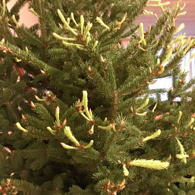 “I found out that my Christmas tree keeps growing.”