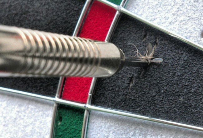 A dart shot kills a mosquito.