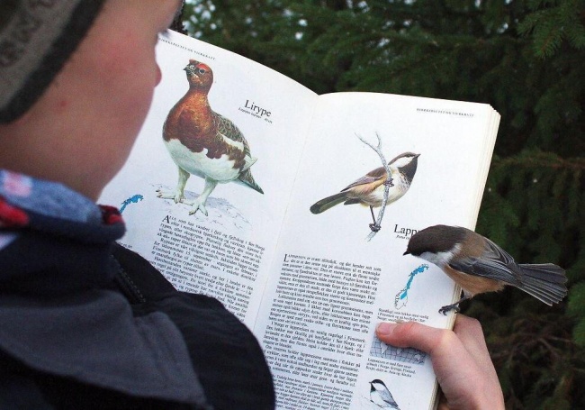 A bird sits down on a book opened to a page all about... the same bird!