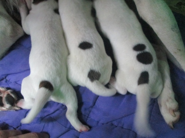 A natural way to count puppies.