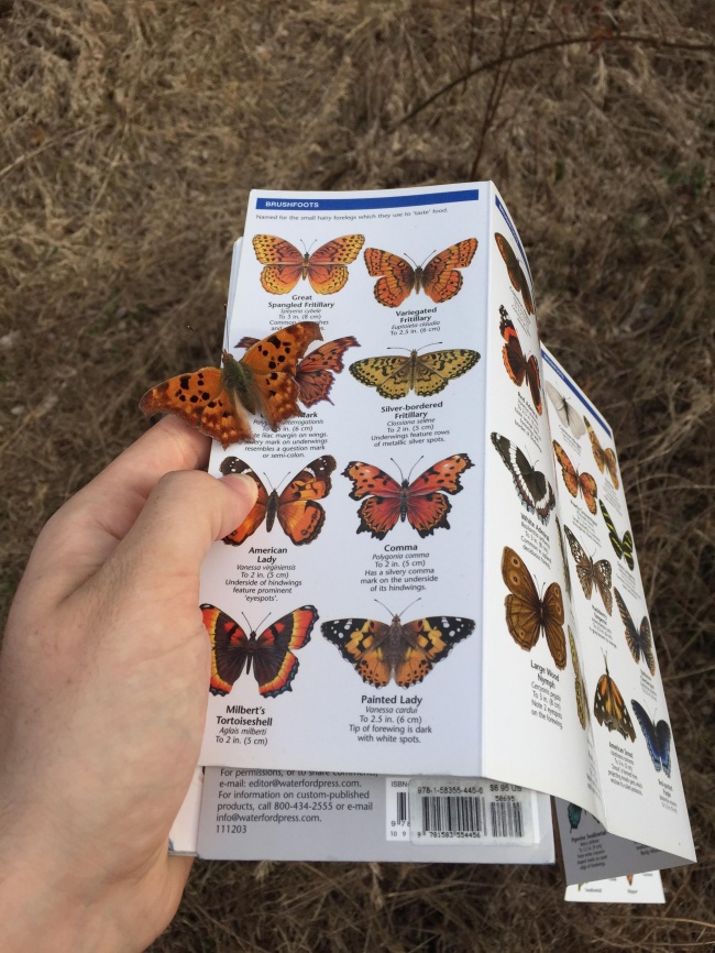 A butterfly mirrors the same butterfly in a book.