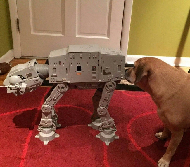 dog sniffing at at star wars