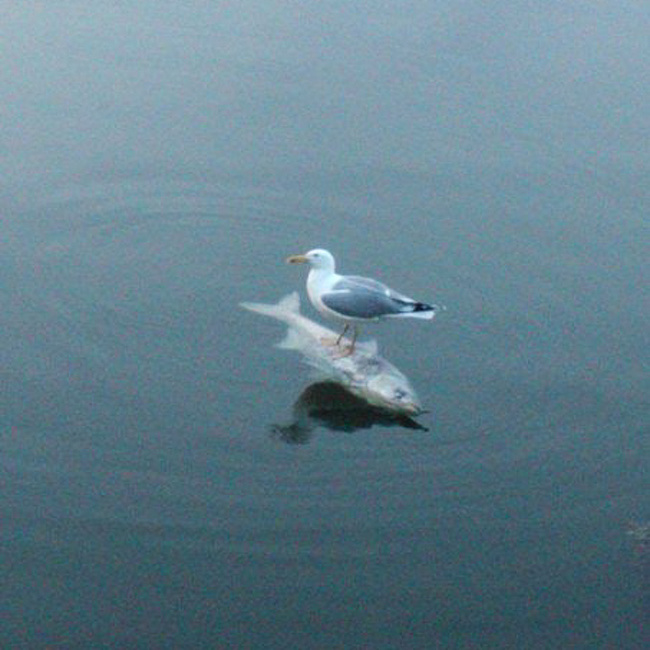 seagull standing on fish