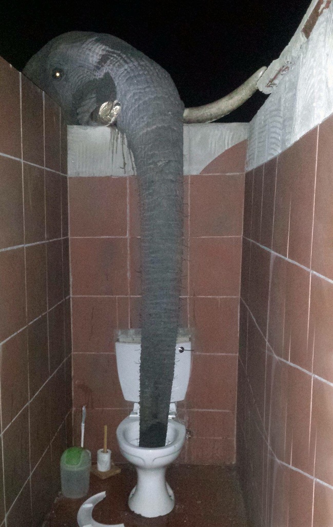 elephant drinking from toilet