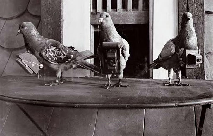 Pigeon cameras in Germany, 1908.