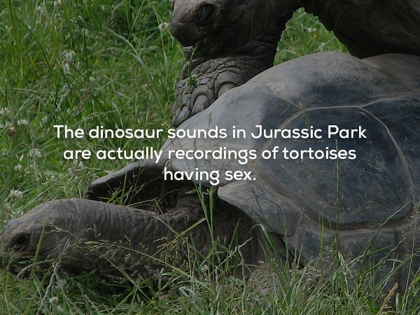 creepy sex facts - The dinosaur sounds in Jurassic Park are actually recordings of tortoises having sex.