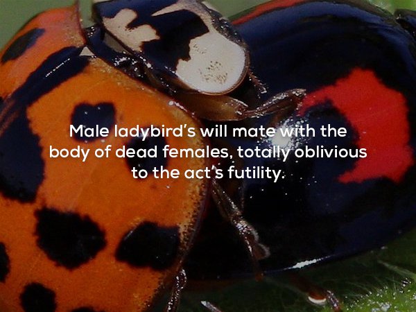 ladybird - Male ladybird's will mate with the body of dead females, totally oblivious to the act's futility .