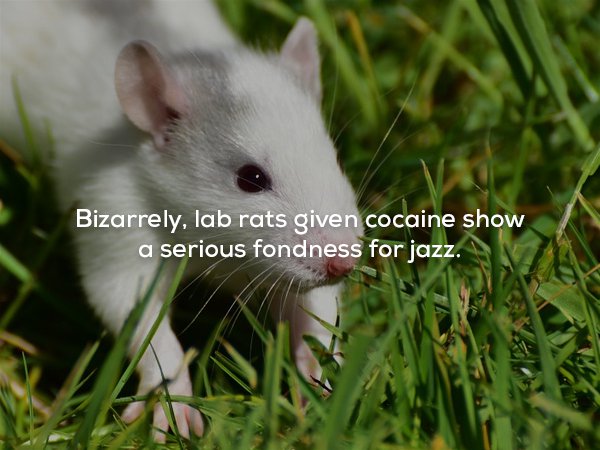 Rat - Bizarrely, lab rats given cocaine show a serious fondness for jazz.