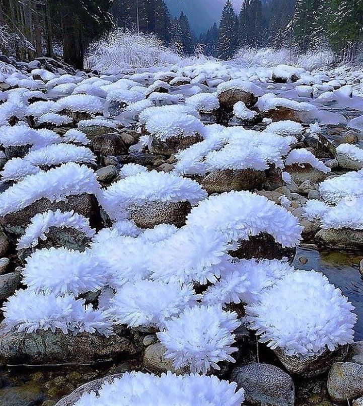 Ice chrysanthemums in the Amur region.