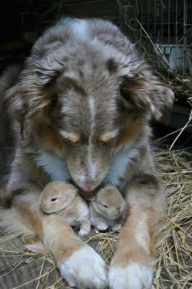 baby rabbit and dog