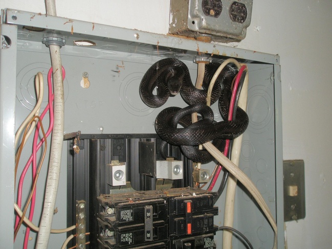 So we opened the electrical panel and found a surprise...