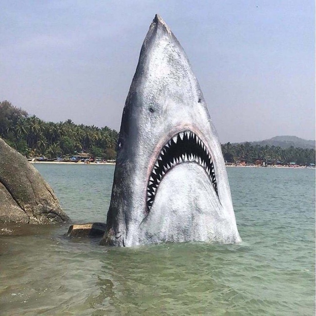 Someone painted this rock to make it look like a shark.