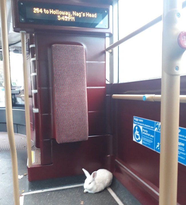 “There’s a rabbit on my bus.”