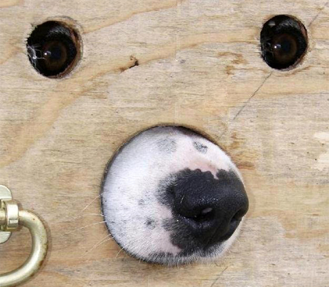 A little peephole for a dog.