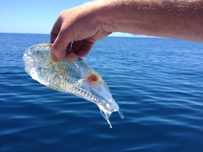 A sea creature called salpa has a see-through body with visible ring-shaped muscles and intestines.