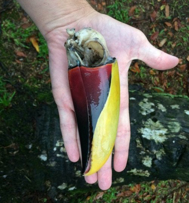 A toucan’s beak remains unchanged many years after the bird’s death.