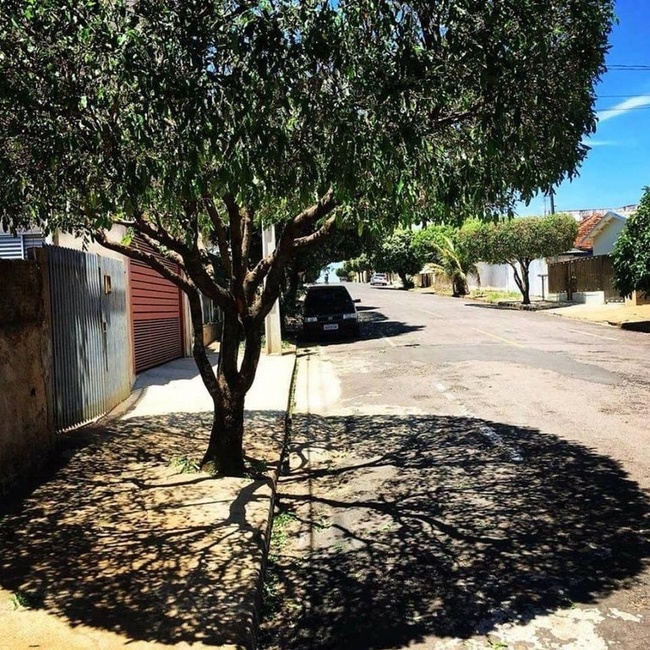 At the equator at midday, the Sun is perpendicular to Earth and makes the tree shadows look like this.