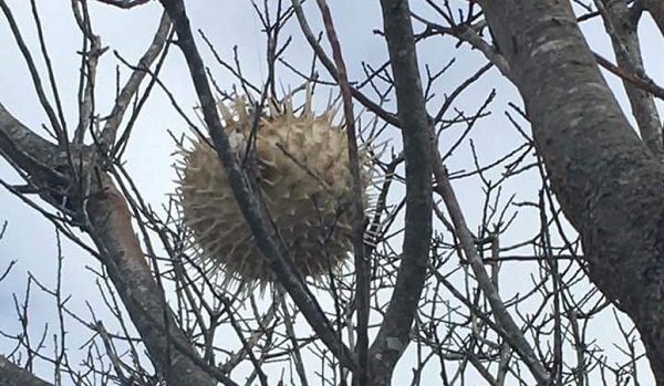 puffer fish found in a tree