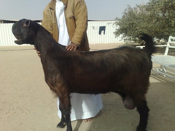 damascus goat