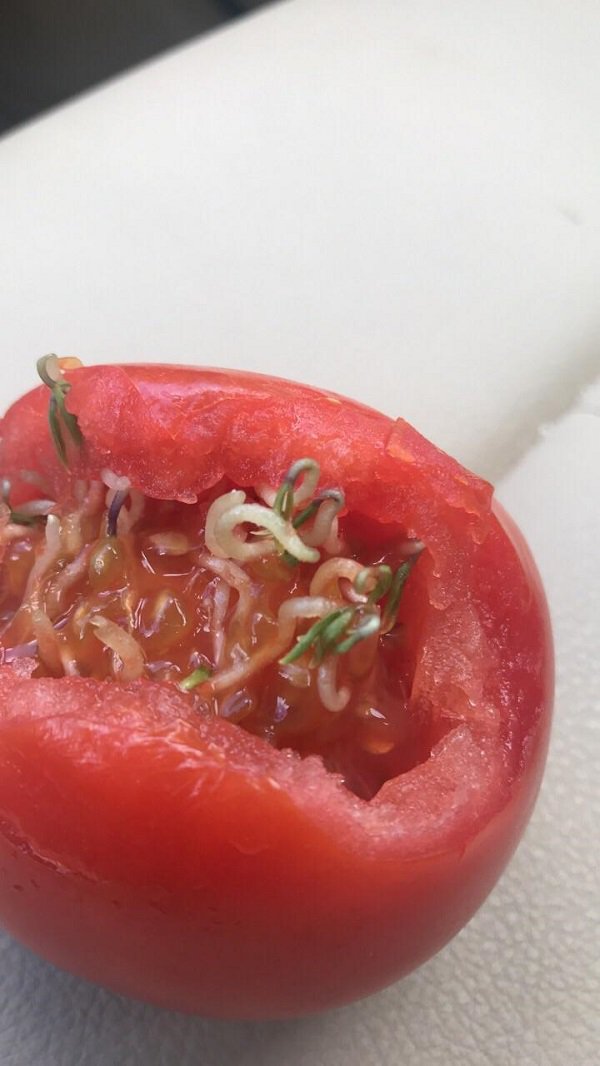 tomato